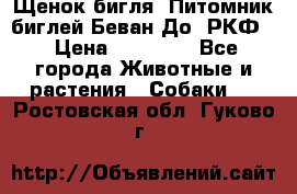 Щенок бигля. Питомник биглей Беван-До (РКФ) › Цена ­ 20 000 - Все города Животные и растения » Собаки   . Ростовская обл.,Гуково г.